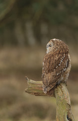 Tawny Owl