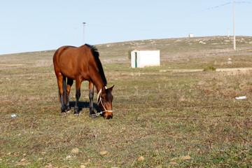 Naklejka premium caballo pastando