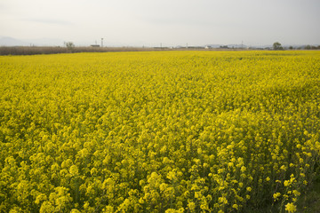 菜の花畑