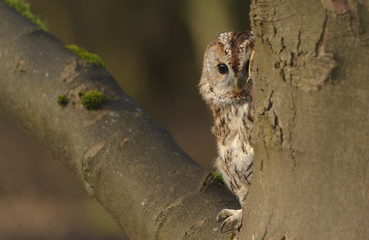 Tawny Owl