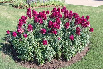 Colorful flowers are in beautiful garden