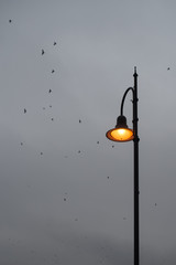 Lonely street lantern on dark gray stormy sky background, silhouettes of birds in the sky, warm street light, dramatic creepy view