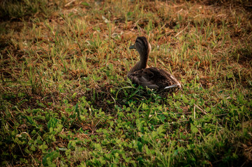 Duck