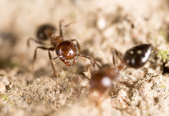 ant on the ground. macro