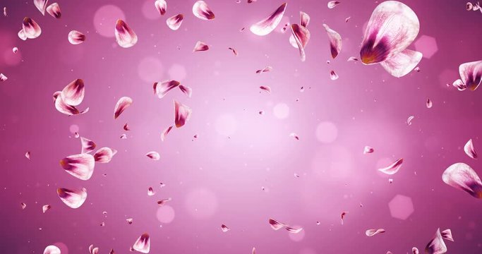 Flying Romantic Red Pink Rose Sakura Flower Petals Falling Background For St. Valentine's Day, Mother's Day, wedding anniversary greeting cards, wedding invitation or birthday e-card Loop 4k