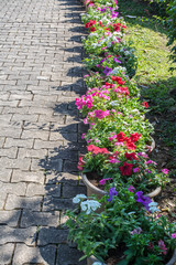 Colorful flowers are in beautiful garden