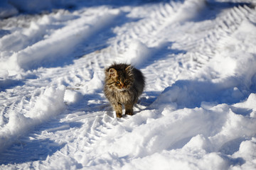 Cute kitten in the snowy garden