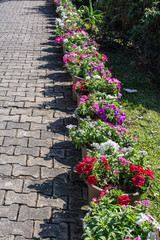 Colorful flowers are in beautiful garden