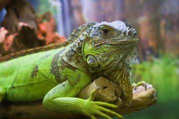 Fototapeta premium The iguana