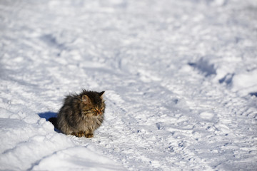 Cute kitten in the snowy garden