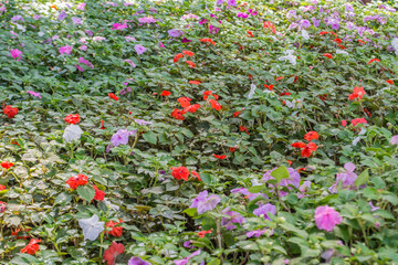 Fototapeta premium Colorful flowers are in beautiful garden