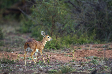 Steenbok in Kruger National park, South Africa