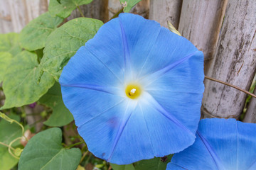 Colorful flowers are in beautiful garden