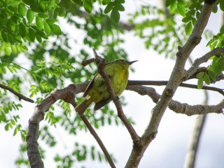 Green Bird