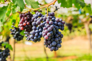  large bunches of red wine grapes hang from a vine, warm backgro