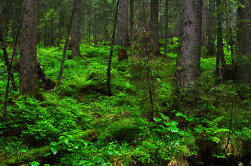 Fototapeta premium Trees in forest