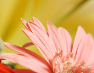 Macro of pink flower