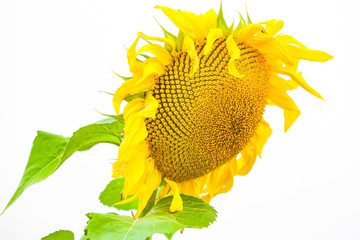 view of a isolated sunflower from down
