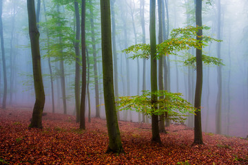 Misty forest in Autumn