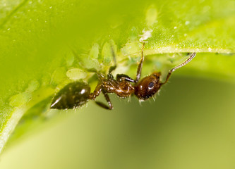 ant on a green leaf. macro