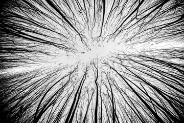 Obraz premium Artsy shot of a tree pattern