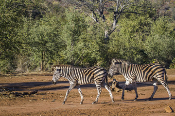 Obraz premium Plains zebra in Kruger National park, South Africa