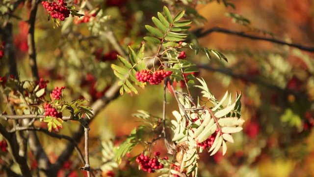 rowan berries on a tree in autumn 