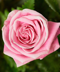 One blossom pink rose