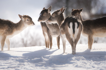 Rehe im Kreis im Schnee - Winterfoto