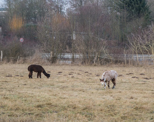 2016_12_28 Saarbrücken afternoon walk
