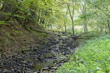 scenery of forest brooklet