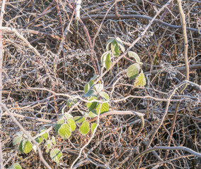 2016_12_29 Dansenberg morning walk