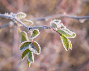 Naklejka premium 2016_12_29 Dansenberg morning walk