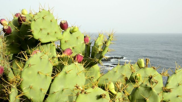 Opuntia dillenii auf Teneriffa