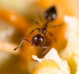 ant in nature. macro