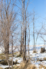 trees outdoors in winter