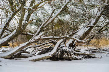 D, Bodensee, Winter im Eriskircher Ried