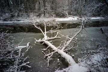 D, Bodensee, Winter im Eriskircher Ried