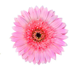 pink gerbera flower isolated on a white background