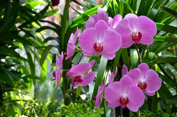 Garden poster Orchid Beautiful pink moth orchids