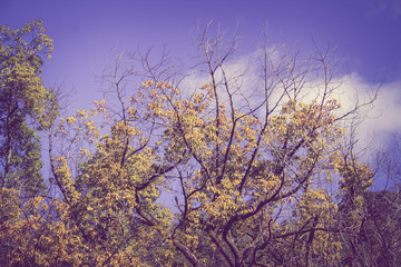 Autumn branches of big trees and leave with the sunlight on back