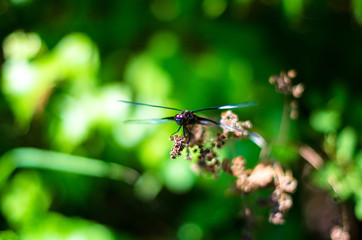 Blue and Purple Dragonfly 2