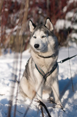 Siberian husky winter portrait