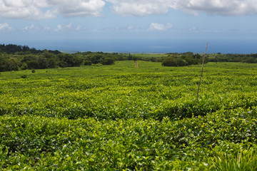 Tea plantation in Mauritius. 