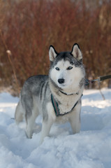 Siberian husky winter portrait