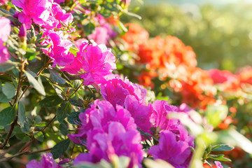 Obraz premium Spring flowers azalea