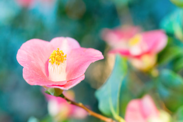 Spring flowers azalea