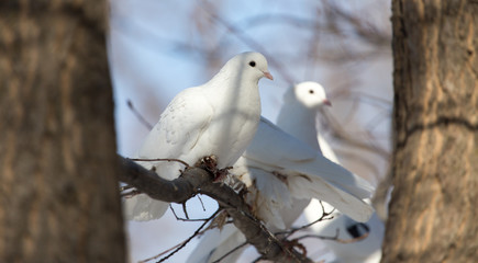 white dove on the tree in nature