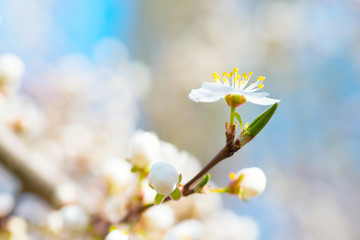 Spring blossoming white spring flowers