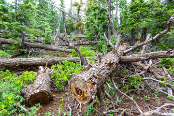Dry tree in the forest